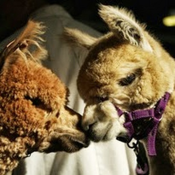 Meet your Posher, Carrie - Picture 1 of 1